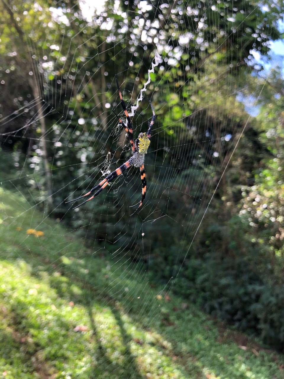 Very colorful spider I found in Hawaii during a run.