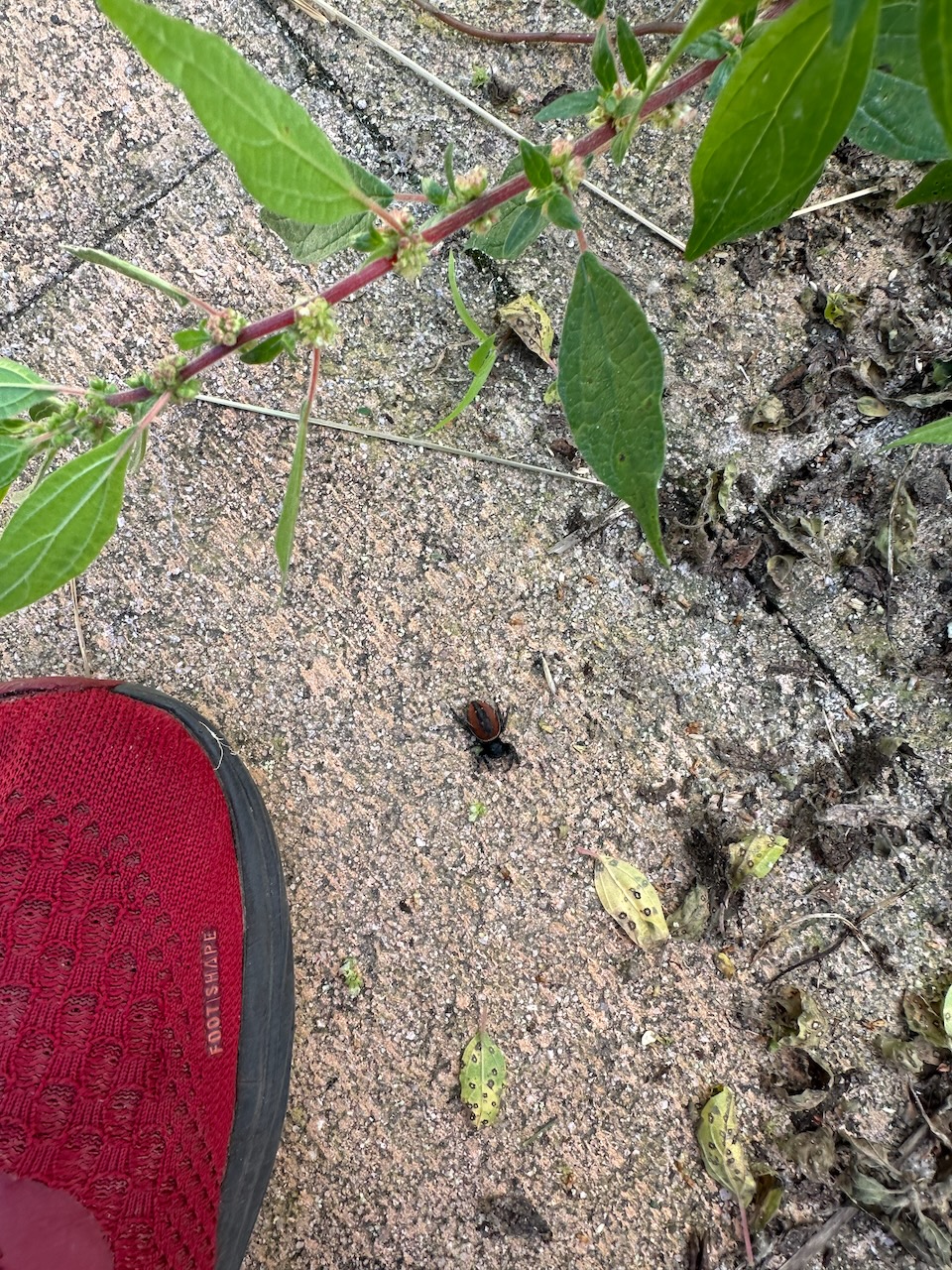 Red jumping spider I found in my backyard while pulling weeds.