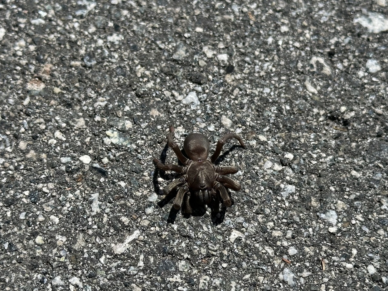 picture of trapdoor spider front view