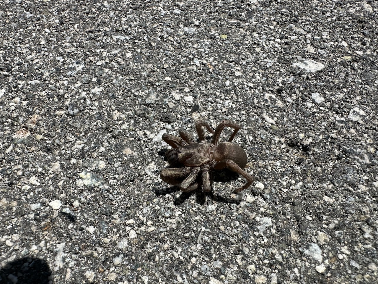 picture of trapdoor spider side