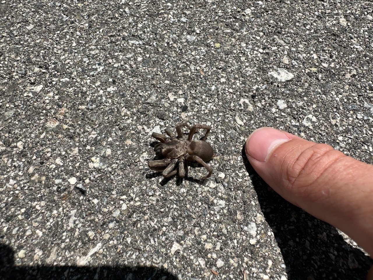 picture of trapdoor spider with thumb for size comparison