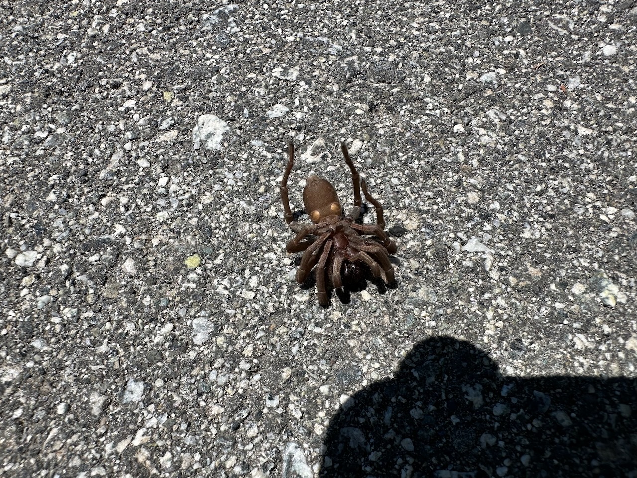 picture of underside of trapdoor spider