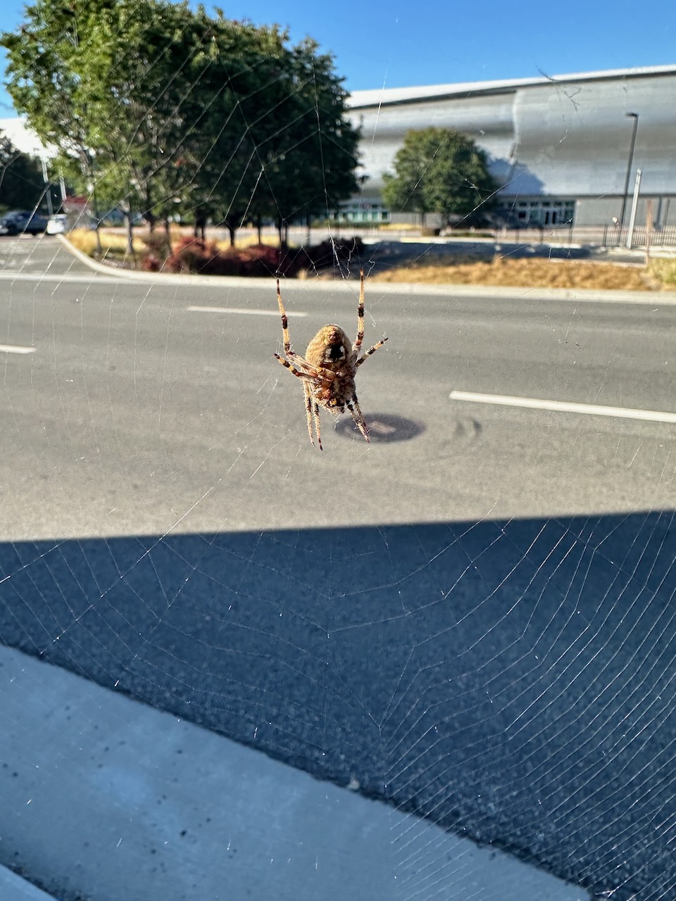 Spotted orb weaver